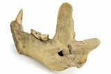 Fossil Cave Bear (Ursus spelaeus) Lower Jaw - Romania #243214-2